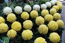 清明節掃墓買什么顏色菊花？清明節上墳用什么顏色菊花？