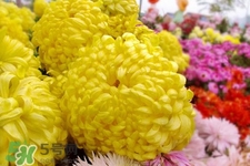 清明節(jié)掃墓為什么用菊花？清明節(jié)上墳為什么要送菊花？