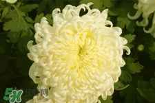 清明節(jié)掃墓為什么用菊花？清明節(jié)上墳為什么要送菊花？