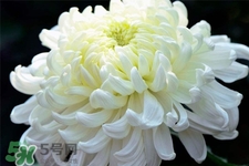 清明節(jié)掃墓為什么用菊花？清明節(jié)上墳為什么要送菊花？
