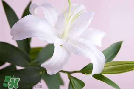 清明節(jié)上墳可以帶百合花嗎？清明節(jié)掃墓能用百合花嗎？