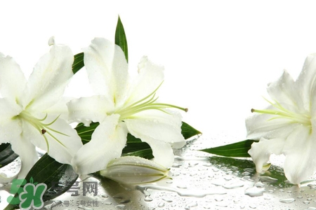 清明節(jié)上墳可以帶百合花嗎？清明節(jié)掃墓能用百合花嗎？