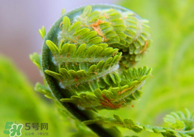 蕨菜怎么處理？新鮮蕨菜怎么處理？