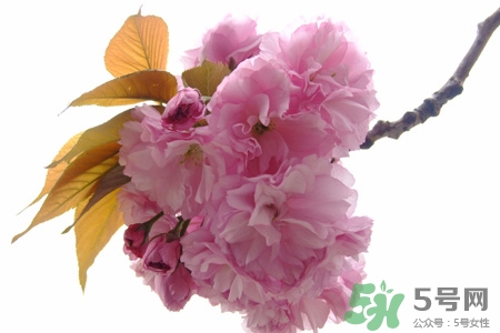 春天容易得水痘嗎？春天是水痘的高發(fā)季節(jié)嗎？