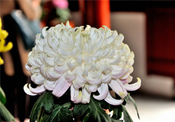 清明節掃墓買什么顏色菊花？清明節上墳用什么顏色菊花？