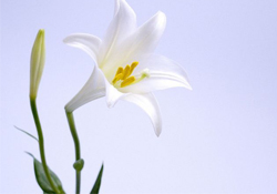 清明節(jié)上墳可以帶百合花嗎？清明節(jié)掃墓能用百合花嗎？