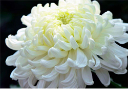 清明節掃墓為什么用菊花？清明節上墳為什么要送菊花？