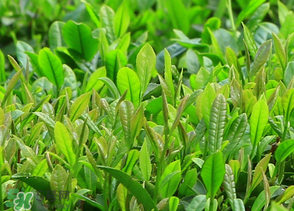 清明茶什么時候采？采清明茶什么時候結束？