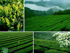 清明茶什么時候采？采清明茶什么時候結束？