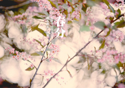 春分是春天的開始嗎？春分是春天來的意思嗎？