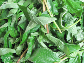 清明菜是什么菜？清明菜是艾草嗎？
