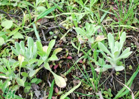 清明菜是什么菜？清明菜是艾草嗎？