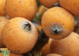 枇杷什么時候成熟？枇杷什么時候上市？