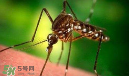 什么防蚊效果好？嬰兒用什么防蚊？
