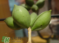 檳榔為什么會(huì)上癮？檳榔上癮怎么戒？
