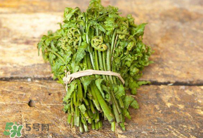 糖尿病能吃蕨菜嗎？糖尿病可以吃蕨菜嗎？