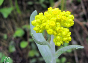 清明菜開花了能不能吃？清明菜怎么吃？