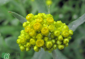 清明菜開花了能不能吃？清明菜怎么吃？