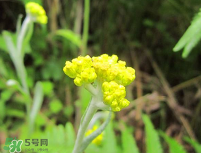 清明菜開花了能不能吃？清明菜怎么吃？