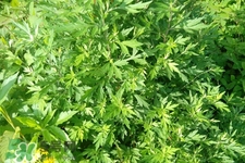 艾草可以治腳氣嗎？艾草泡腳能治腳氣嗎？