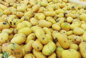 芒果爛了一點能吃嗎？芒果爛了一半還能吃嗎？