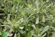 艾草能治療蕁麻疹嗎？艾草可以治療蕁麻疹嗎？