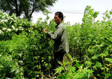 艾草可以治風濕嗎？怎么用艾草治療風濕？