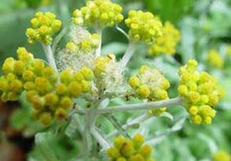 清明菜開花了能不能吃？清明菜怎么吃？