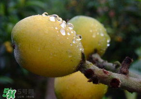 枇杷可以和蔥一起煮嗎？蔥和枇杷葉一起煮可以喝嗎？