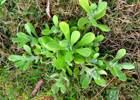 清明菜可以種植嗎？清明菜怎么種植？