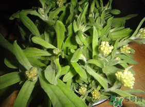 清明菜可以種植嗎？清明菜怎么種植？