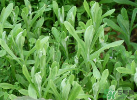 清明菜可以種植嗎？清明菜怎么種植？