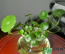 金錢草怎么養？金錢草好養嗎？