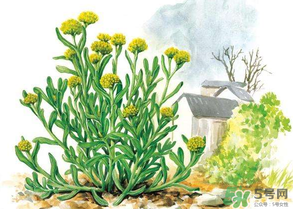 清明草叫什么？清明草有幾種？