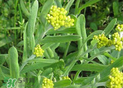 清明草可以種植嗎？清明草怎么種植？