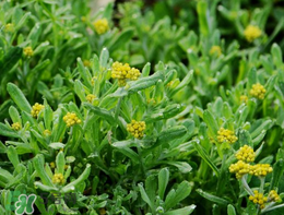 清明草可以種植嗎？清明草怎么種植？