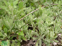 清明草可以種植嗎？清明草怎么種植？