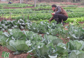 清明節(jié)種什么菜？清明節(jié)前后種什么菜？