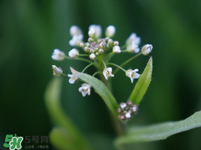 薺菜什么時候開花？薺菜花什么時候采？