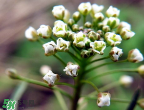 薺菜什么時候開花？薺菜花什么時候采？