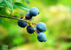藍(lán)莓一天吃多少為宜？藍(lán)莓每天吃多少合適？
