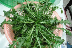 野生薺菜孕婦能吃嗎？野薺菜孕婦可以吃嗎？