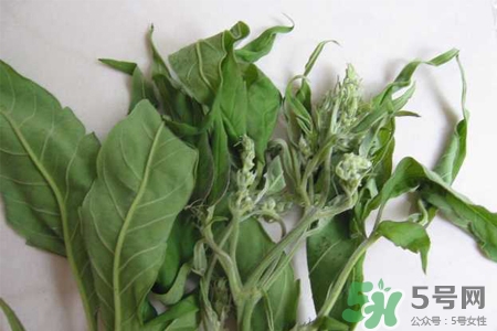 艾草是寒性的嗎？艾草是涼性的嗎？