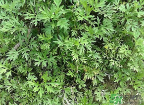 蒿子是發物嗎？蒿子是不是發物嗎？