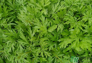 蒿子是發物嗎？蒿子是不是發物嗎？