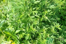 艾草可以泡腳嗎？艾葉泡腳的功效與作用