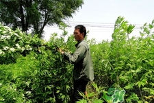 艾草可以泡腳嗎？艾葉泡腳的功效與作用