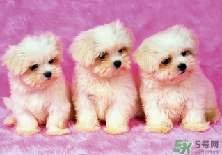 狗狗能吃薺菜嗎？狗吃了薺菜會生病嗎？