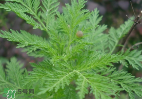 青蒿是什么植物？青蒿是種子植物還是裸子植物？