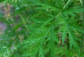 青蒿是什么植物？青蒿是種子植物還是裸子植物？